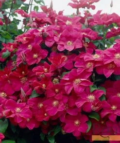 Roots Plants Clematis 'Rouge Cardinal' | On A 90cm Cane In A 3L Pot