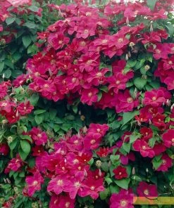 Roots Plants Clematis 'Rouge Cardinal' | On A 90cm Cane In A 3L Pot