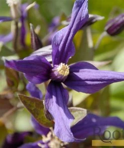 Roots Plants Clematis 'Petit Faucon' On A 90cm Cane In A 3L Pot