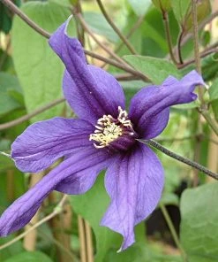 Roots Plants Clematis 'Petit Faucon' On A 90cm Cane In A 3L Pot