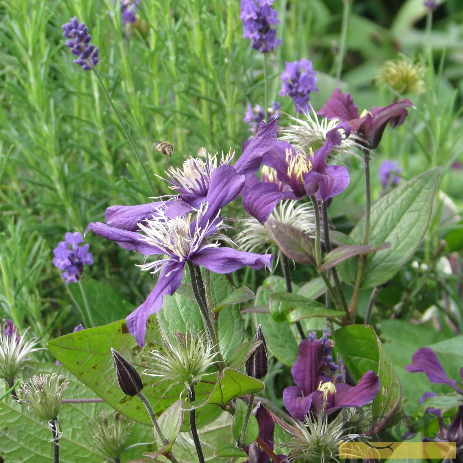 Roots Plants Clematis 'Petit Faucon' On A 90cm Cane In A 3L Pot 6 Roots Plants Clematis 'Petit Faucon' On A 90cm Cane In A 3L Pot