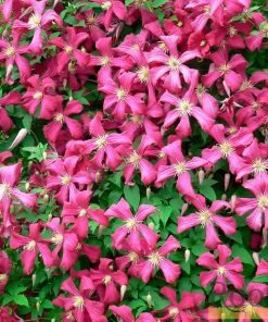 Roots Plants Clematis 'Niobe' | On A 90cm Cane In A 3L Pot
