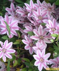 Roots Plants Clematis 'Nelly Moser' | On A 90cm Cane In A 3L Pot