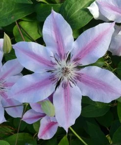 Roots Plants Clematis'Nelly Moser' | On A 90cm Cane In A 3L Pot