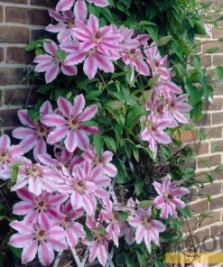 Roots Plants Clematis 'Nelly Moser' | On A 90cm Cane In A 3L Pot