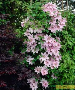 Roots Plants Clematis 'Nelly Moser' | On A 90cm Cane In A 3L Pot