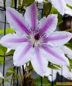 Roots Plants Clematis 'Nelly Moser' | On A 90cm Cane In A 3L Pot