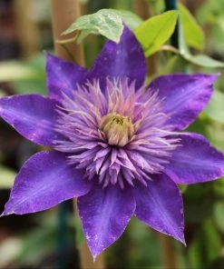 Roots Plants Clematis'Multi-Blue' | On A 90cm Cane In A 3L Pot