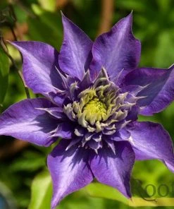 Roots Plants Clematis 'Multi-Blue' | On A 90cm Cane In A 3L Pot