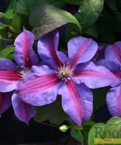 Roots Plants Clematis 'Mrs Norman Thompson' | On A 90cm Cane In A 3L Pot
