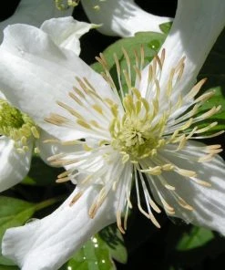 Roots Plants Clematis 'Montana Wilsonii' | On A 90cm Cane In A 3L Pot