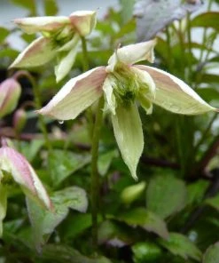 Roots Plants Clematis 'Montana Marjorie' | On A 90cm Cane In A 3L Pot