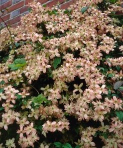 Roots Plants Clematis 'Montana Marjorie' | On A 90cm Cane In A 3L Pot