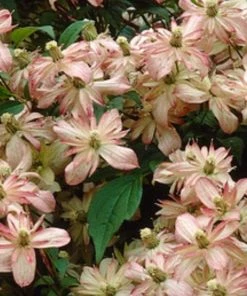 Roots Plants Clematis 'Montana Marjorie' | On A 90cm Cane In A 3L Pot