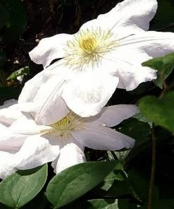 Roots Plants Clematis 'Marie Boisselot' | On A 90cm Cane In A 3L Pot