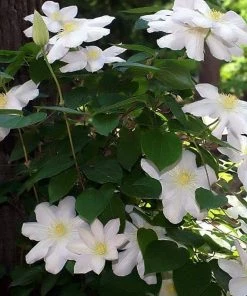 Roots Plants Clematis 'Marie Boisselot' | On A 90cm Cane In A 3L Pot