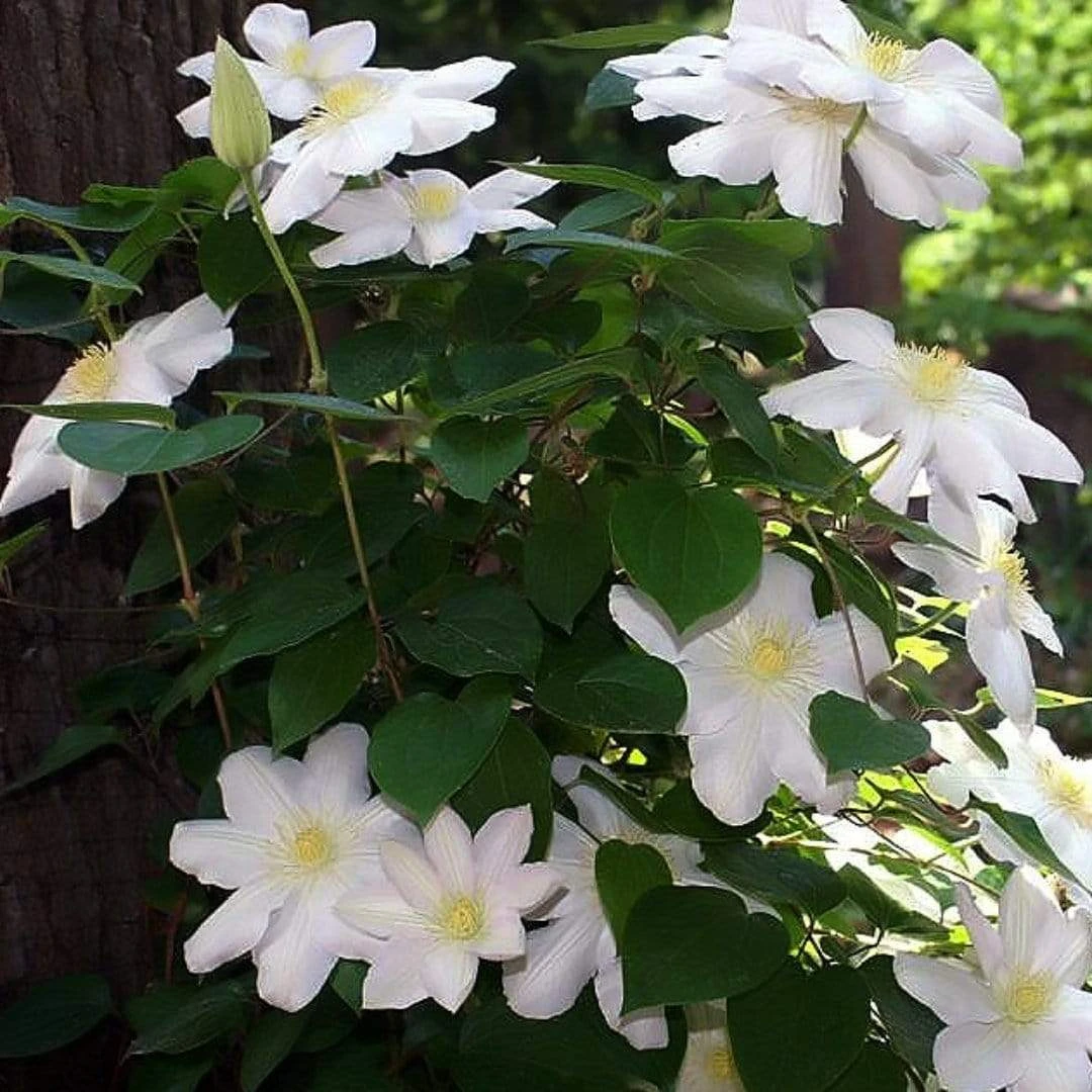 Roots Plants Clematis 'Marie Boisselot' | On A 90cm Cane In A 3L Pot 4 Roots Plants Clematis 'Marie Boisselot' | On A 90cm Cane In A 3L Pot