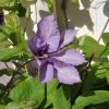 Roots Plants Clematis 'Margaret Hunt' | On A 90cm Cane In A 3L Pot