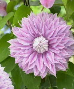 Roots Plants Clematis 'Josephine (Evijohill)' | On A 90cm Cane In A 3L Pot