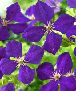 Roots Plants Clematis 'Jackmanii Superba' | On A 90cm Cane In A 3L Pot