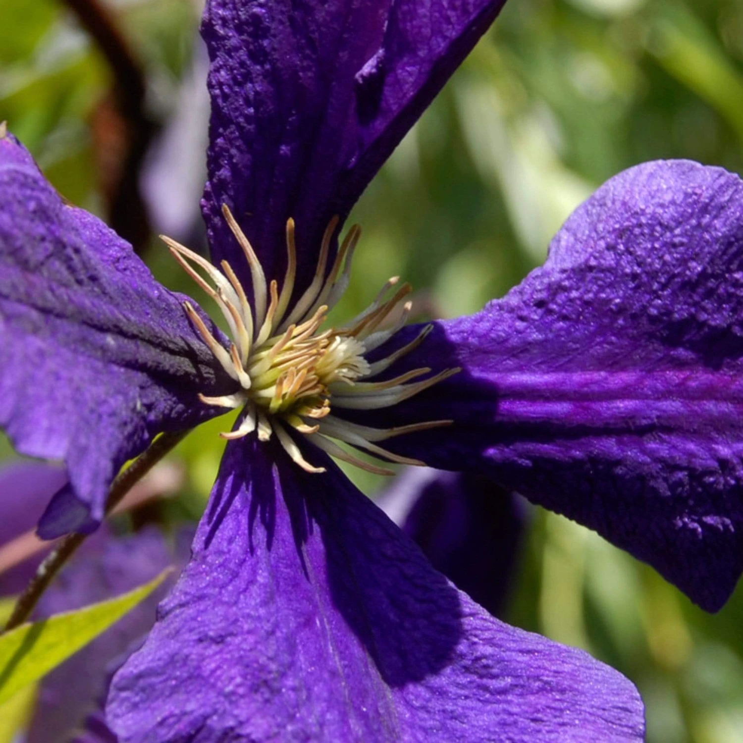Roots Plants Clematis 'Jackmanii Superba' | On A 90cm Cane In A 3L Pot 4 Roots Plants Clematis 'Jackmanii Superba' | On A 90cm Cane In A 3L Pot