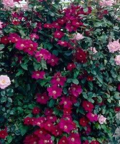 Roots Plants Clematis 'Ernest Markham' | On A 90cm Cane In A 3L Pot