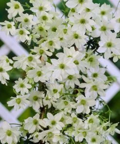 Roots Plants Clematis 'Early Sensation' | On A 90cm Cane In A 3L Pot