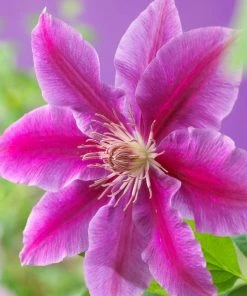 Roots Plants Clematis 'Dr Ruppel'| On A 90cm Cane In A 3L Pot
