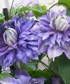Roots Plants Clematis 'Diamantina' | On A 90cm Cane In A 3L Pot