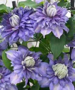 Roots Plants Clematis 'Diamantina' | On A 90cm Cane In A 3L Pot