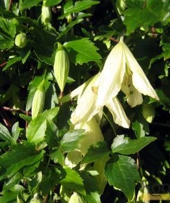 Roots Plants Clematis Cirrhosa 'Ourika Valley' | On A 90cm Cane In A 3L Pot