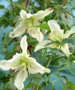 Roots Plants Clematis Cirrhosa 'Ourika Valley' | On A 90cm Cane In A 3L Pot
