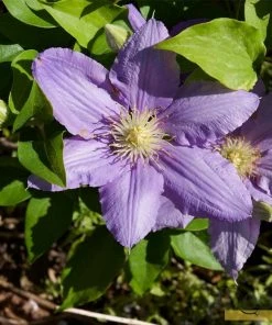 Roots Plants Clematis 'Cezanne' | On A 90cm Cane In A 3L Pot