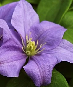 Roots Plants Clematis 'Cezanne' | On A 90cm Cane In A 3L Pot