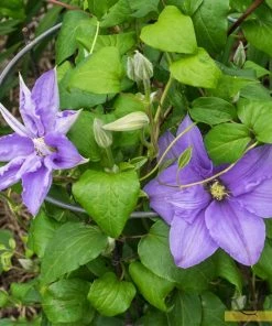 Roots Plants Clematis 'Cezanne' | On A 90cm Cane In A 3L Pot
