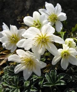 Roots Plants Clematis 'Cartmanii Joe' | On A 90cm Cane In A 3L Pot