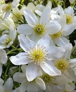 Roots Plants Clematis 'Cartmanii Joe' | On A 90cm Cane In A 3L Pot