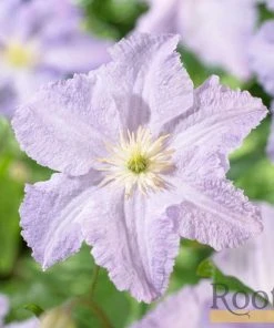 Roots Plants Clematis 'Blue Angel' | On A 90cm Cane In A 3L Pot