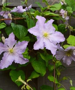 Roots Plants Clematis 'Blue Angel' | On A 90cm Cane In A 3L Pot