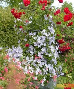 Roots Plants Clematis 'Blue Angel' | On A 90cm Cane In A 3L Pot