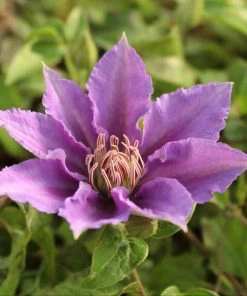 Roots Plants Clematis 'Bijou' | On A 90cm Cane In A 3L Pot