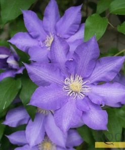 Roots Plants Clematis 'Bijou' | On A 90cm Cane In A 3L Pot