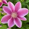 Roots Plants Clematis 'Bees Jubilee' | On A 90cm Cane In A 3L Pot