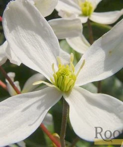 Roots Plants Clematis 'Armandii' | On A 90cm Cane In A 3L Pot
