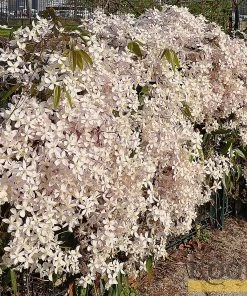 Roots Plants Clematis 'Armandii' | On A 90cm Cane In A 3L Pot