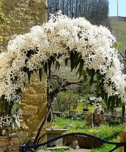 Roots Plants Clematis 'Armandii' | On A 90cm Cane In A 3L Pot