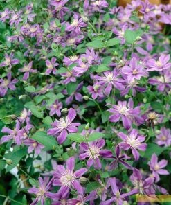 Roots Plants Clematis 'Arabella' | On A 90cm Cane In A 3L Pot 10 Roots Plants Clematis 'Arabella' | On A 90cm Cane In A 3L Pot