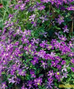 Roots Plants Clematis 'Arabella' | On A 90cm Cane In A 3L Pot 12 Roots Plants Clematis 'Arabella' | On A 90cm Cane In A 3L Pot