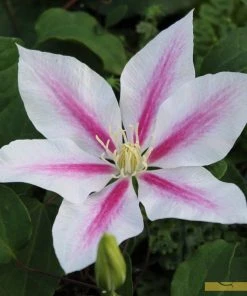 Roots Plants Clematis 'Andromeda' | On A 90cm Cane In A 3L Pot