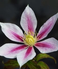 Roots Plants Clematis 'Andromeda' | On A 90cm Cane In A 3L Pot